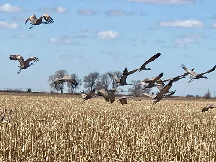 Sandhill Cranes migration in flight on the way to Kearney consortium
